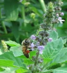 Natural Tulsi Honey - Image 4